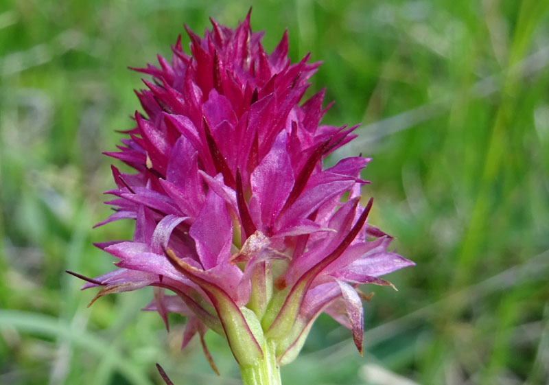 Nigritella miniata var. miniata